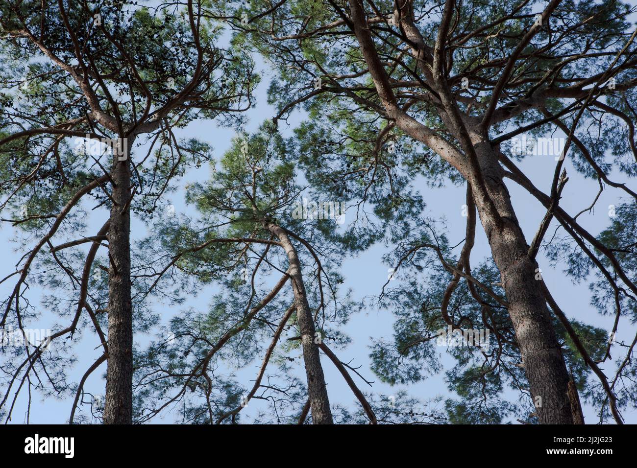 De beaux grands pins avec un ciel bleu. La nature à la forêt de pins. Arrière-plan PIN pour poster, calendrier, post, économiseur d'écran, papier peint, carte postale, carte Banque D'Images