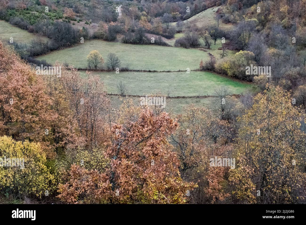 Espaces boisés, espace pour votre conception ou texte. Forêts et champs le matin ensoleillé, vue de dessus. Forêt naturelle et prairies boisées concept. Paysage Banque D'Images