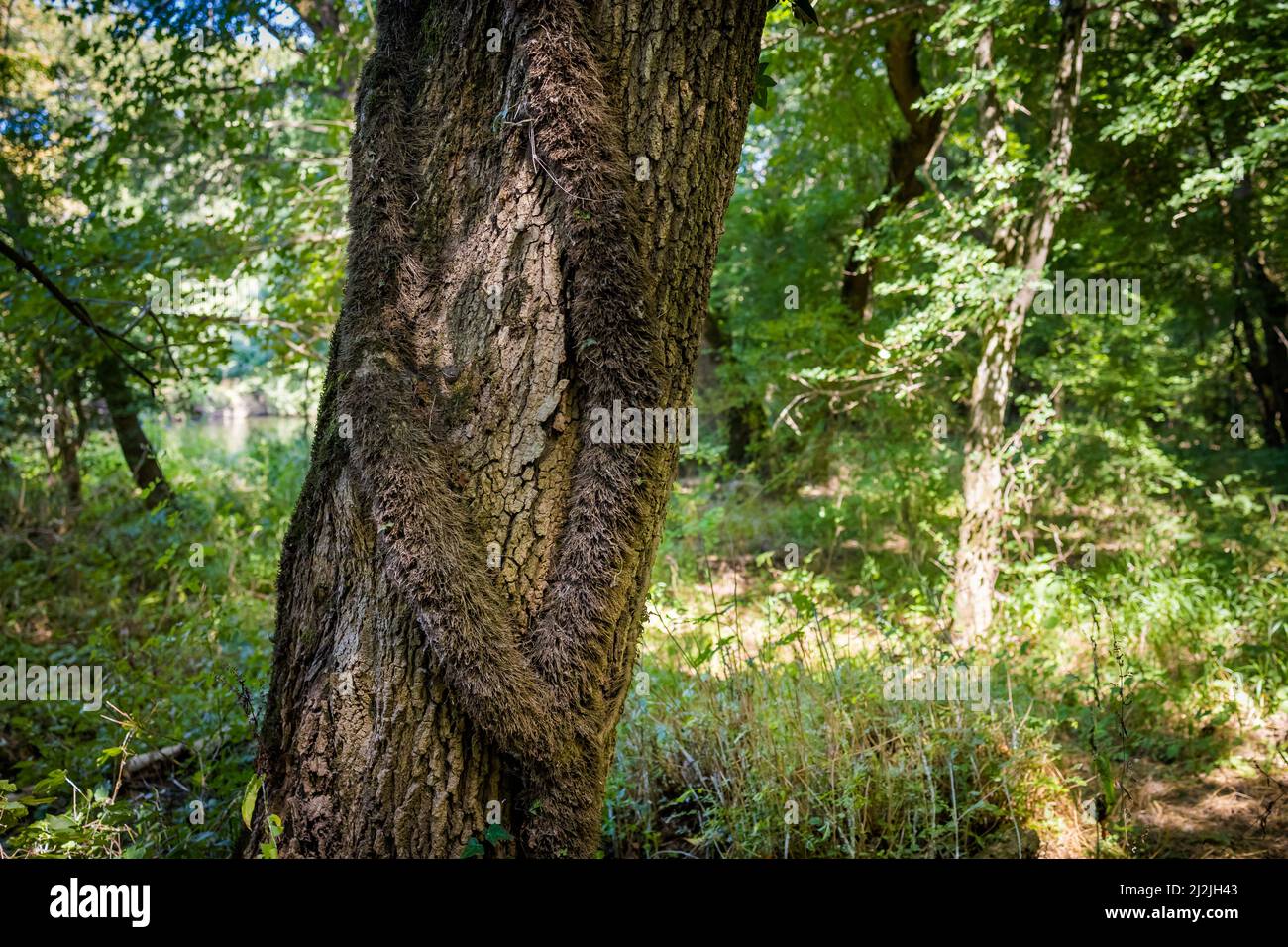 Photo d'été de la magnifique réserve naturelle de Ropotamo en Bulgarie, province de Burgas. Banque D'Images