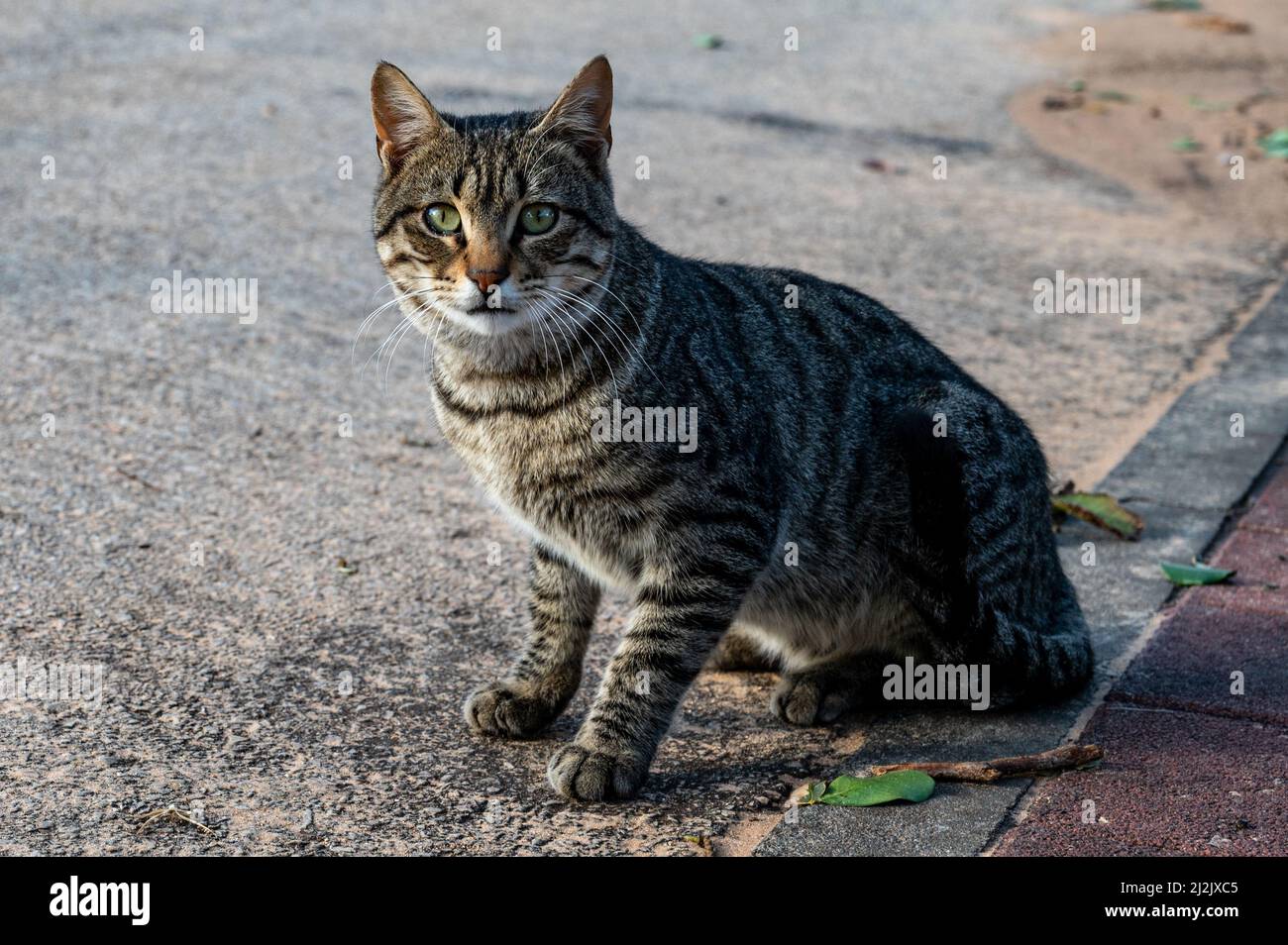 Un chat d'une race européenne dans la rue pose pour un photographe. Gros plan Banque D'Images