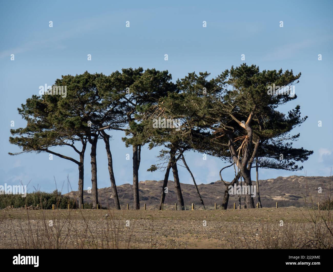 La tempête a endommagé des pins, North Devon, Angleterre. Banque D'Images