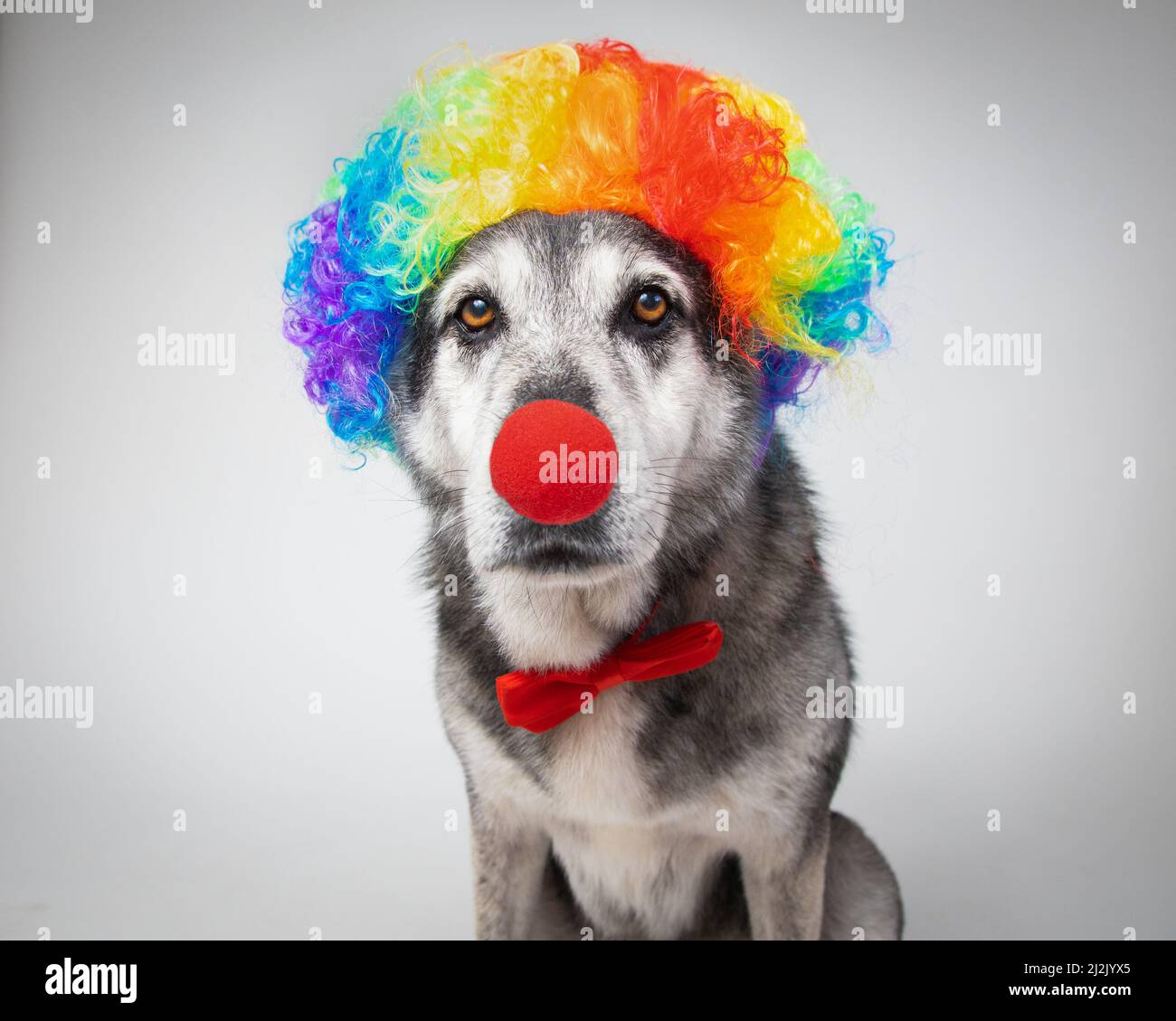 Portrait d'un husky australien portant un nez clown, une perruque multicolore et un noeud papillon Banque D'Images