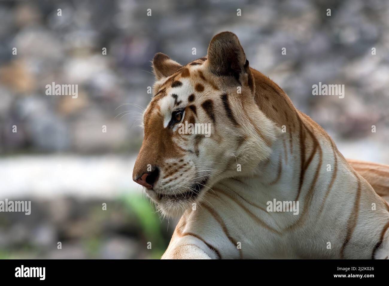 Gros plan de tigre doré sur les côtés, Indonésie Banque D'Images