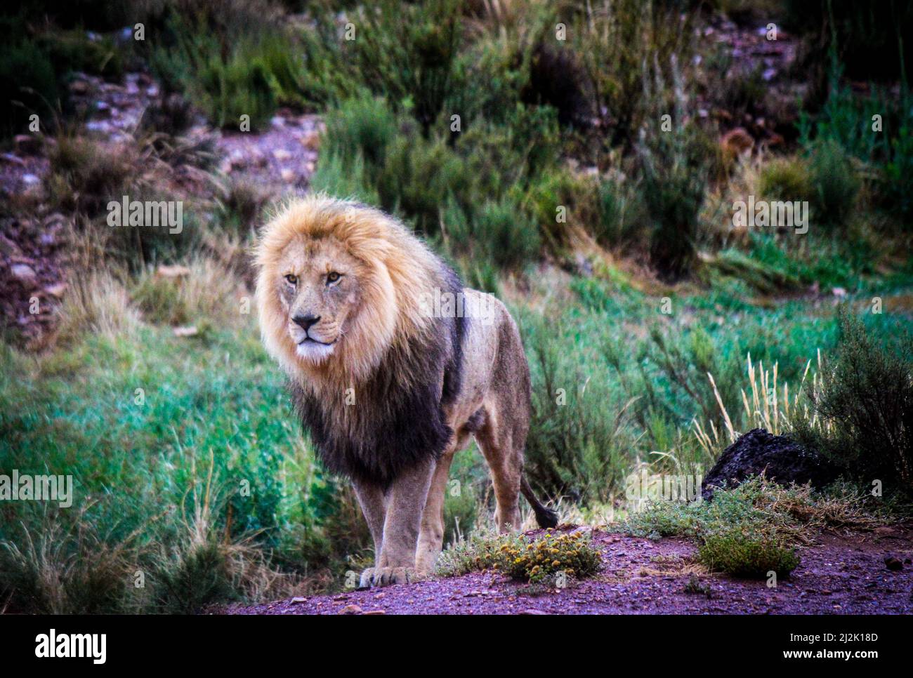 Portrait d'un lion debout dans la brousse, Afrique du Sud Banque D'Images