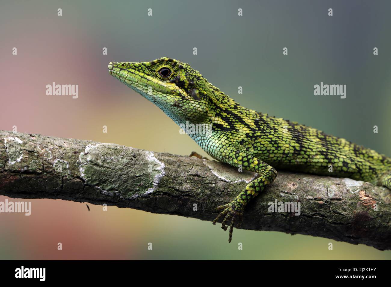 Gros plan d'un lézard indonésien de sang factice sur une branche, Indonésie Banque D'Images