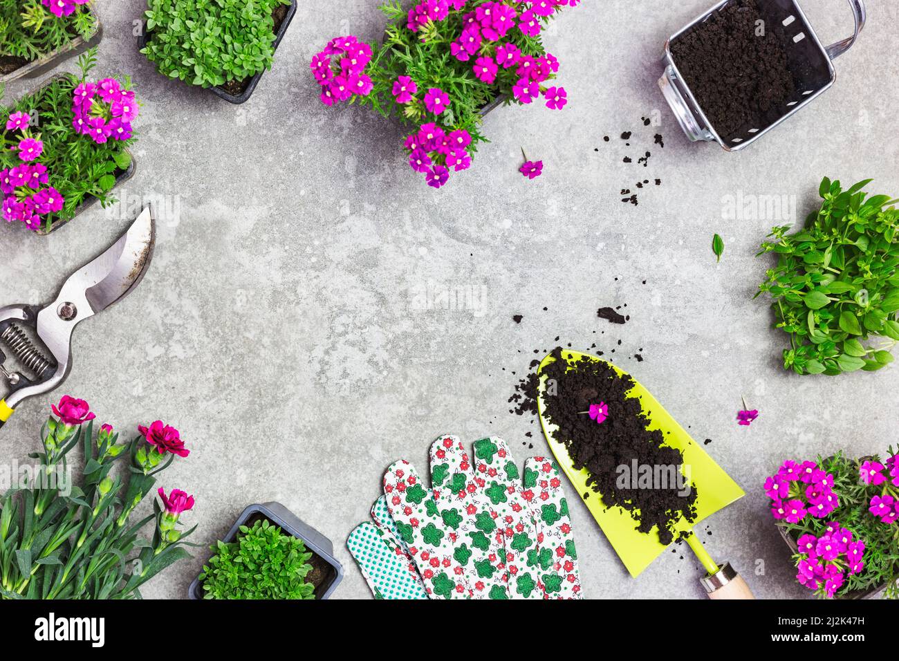 Bordure faite avec des outils de jardin, le sol et les fleurs de printemps sur une table en pierre grise. Ressort dans le fond du concept de jardin avec espace de texte libre (vue de dessus, Banque D'Images