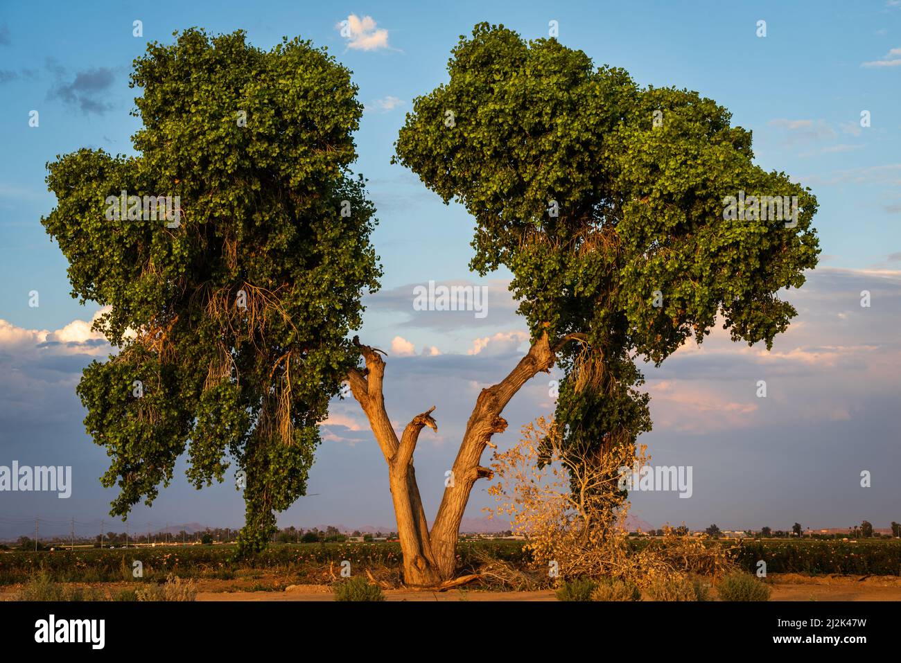 Vieux arbre fendu dans un terrain rural près de Glendale, Arizona, États-Unis Banque D'Images