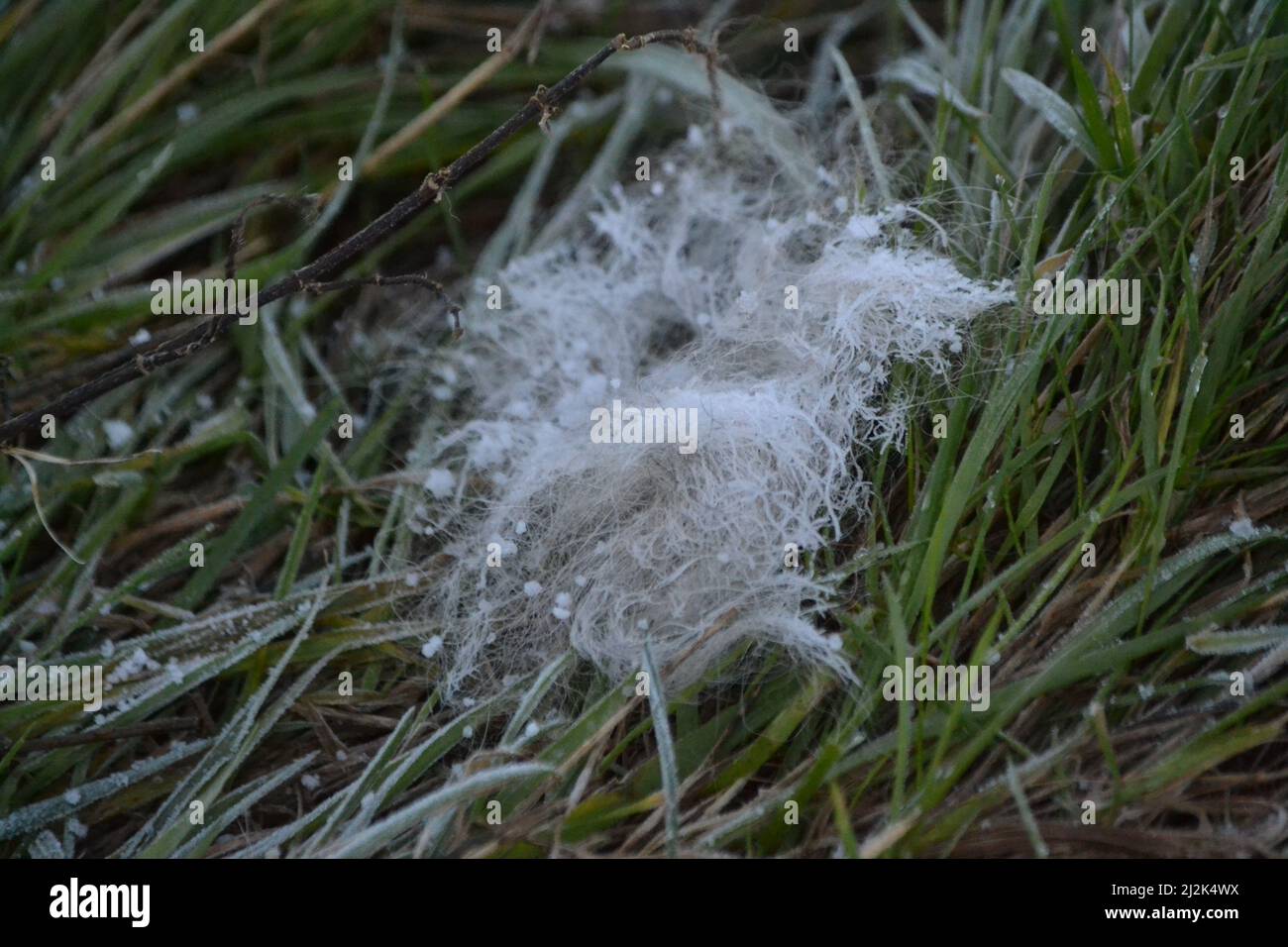 Hiver Frost on Animal Hair - Animal fur - Frost on Green Grass - Frosty Winters Day - PET Dogs Hair - nature - Sussex - UK Banque D'Images