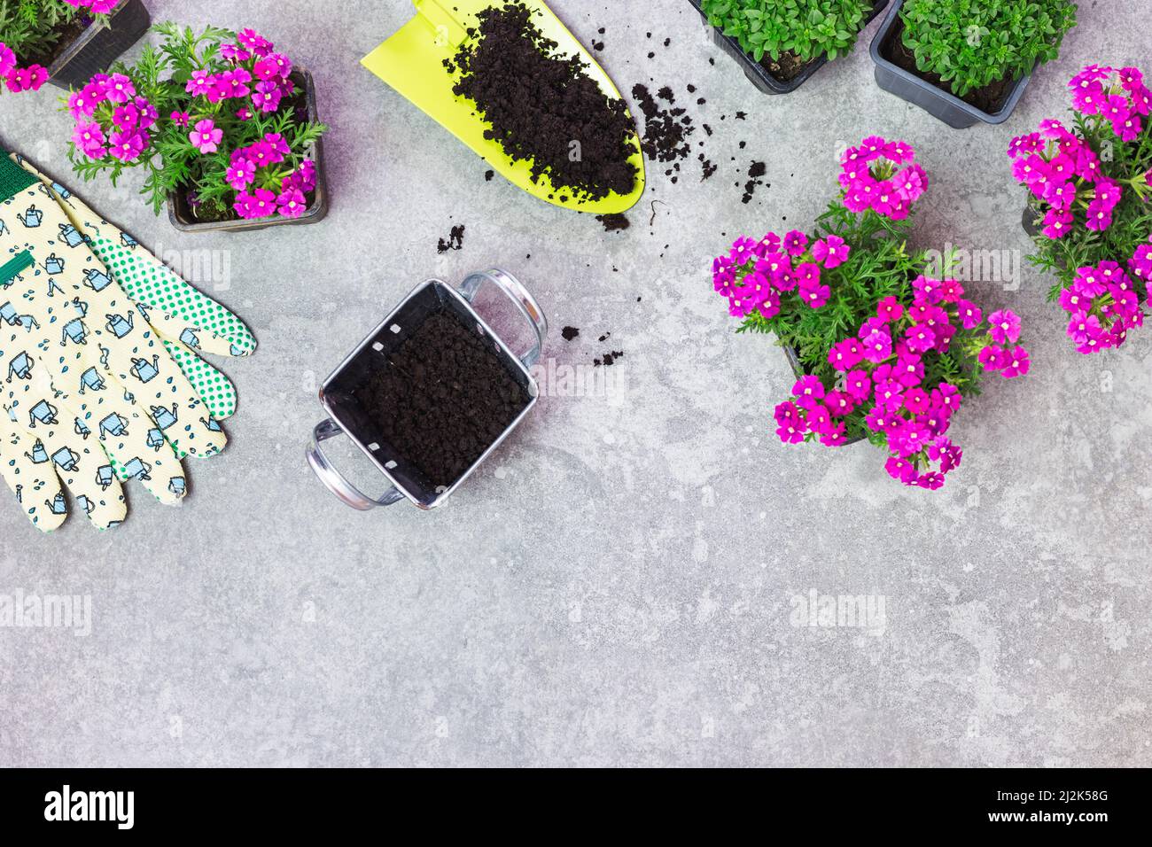Outils de jardin et fleurs de printemps sur une table en pierre grise. Ressort dans l'arrière-plan du concept de jardin avec espace de texte libre (vue de dessus, plan d'écran plat). Banque D'Images