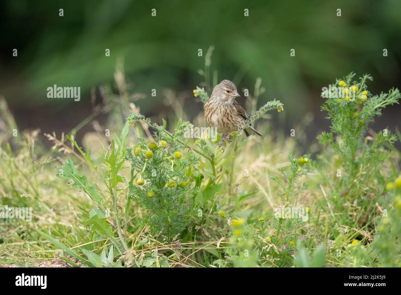 Femme de Linnet perchée sur une branche en gros plan en été Banque D'Images