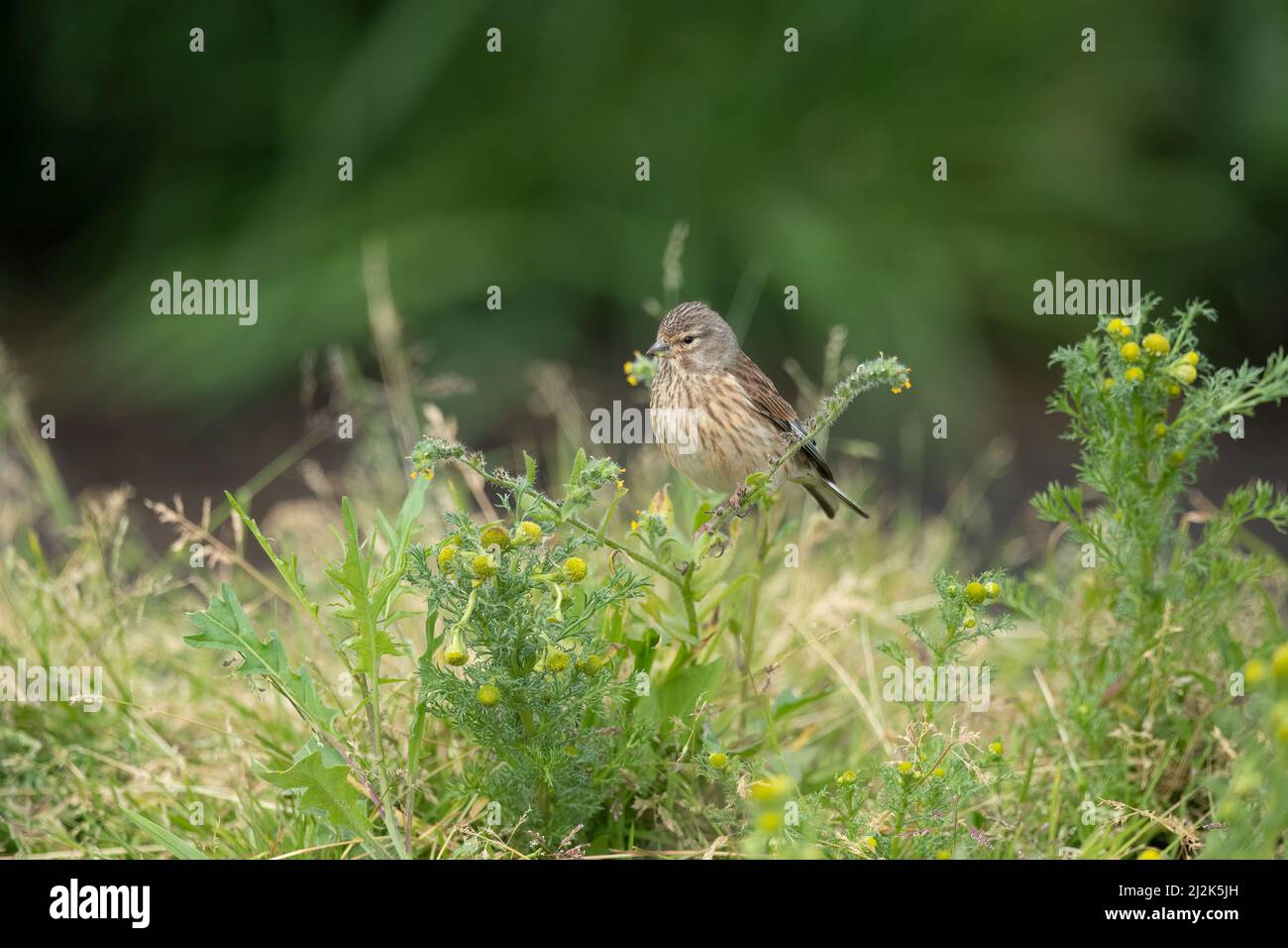 Femme de Linnet perchée sur une branche en gros plan en été Banque D'Images