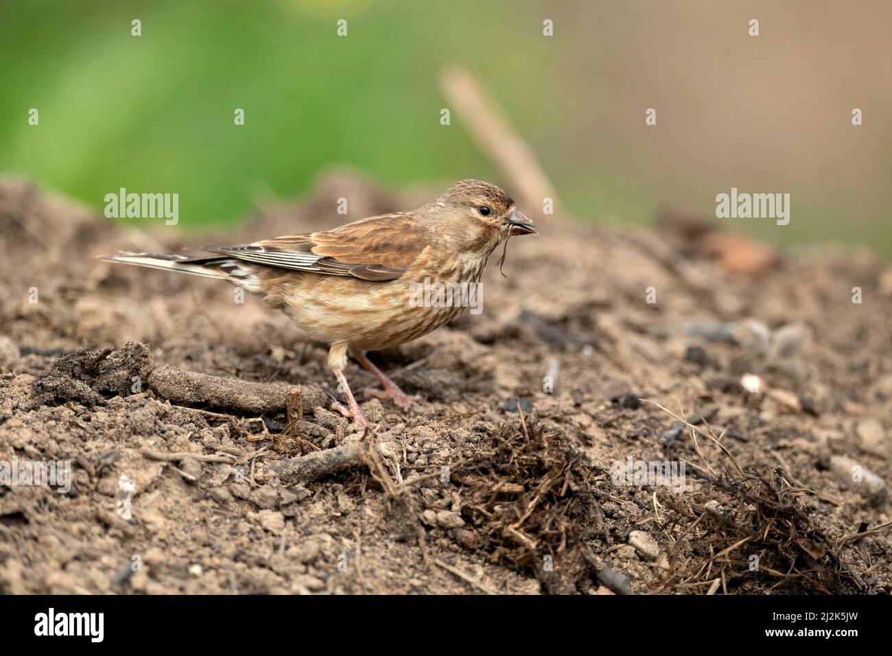 Linnet femelle sur une pile de sol gros plan en été Banque D'Images