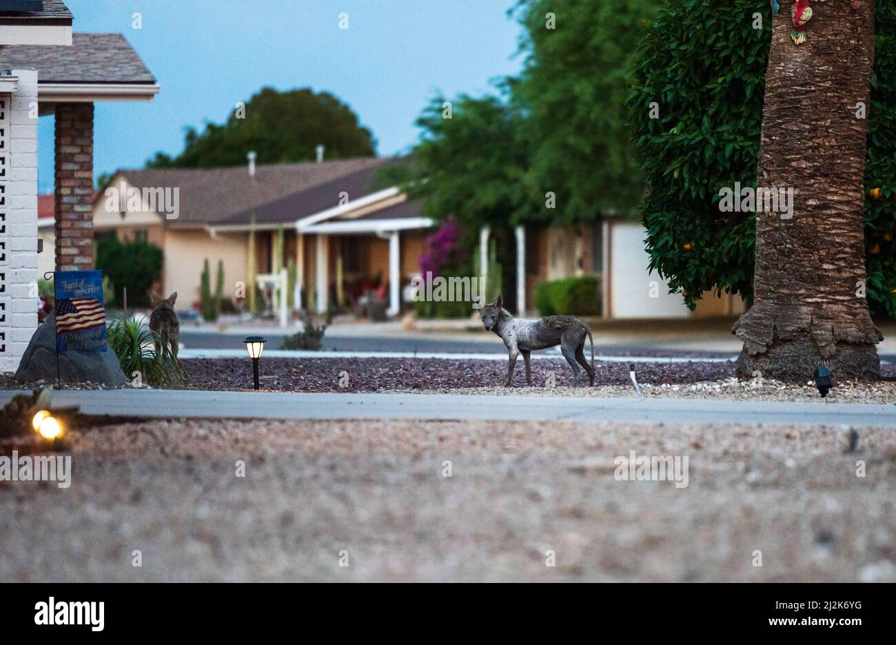 Cny Coyote sur la rue résidentielle de Sun City, Arizona, États-Unis. Banque D'Images
