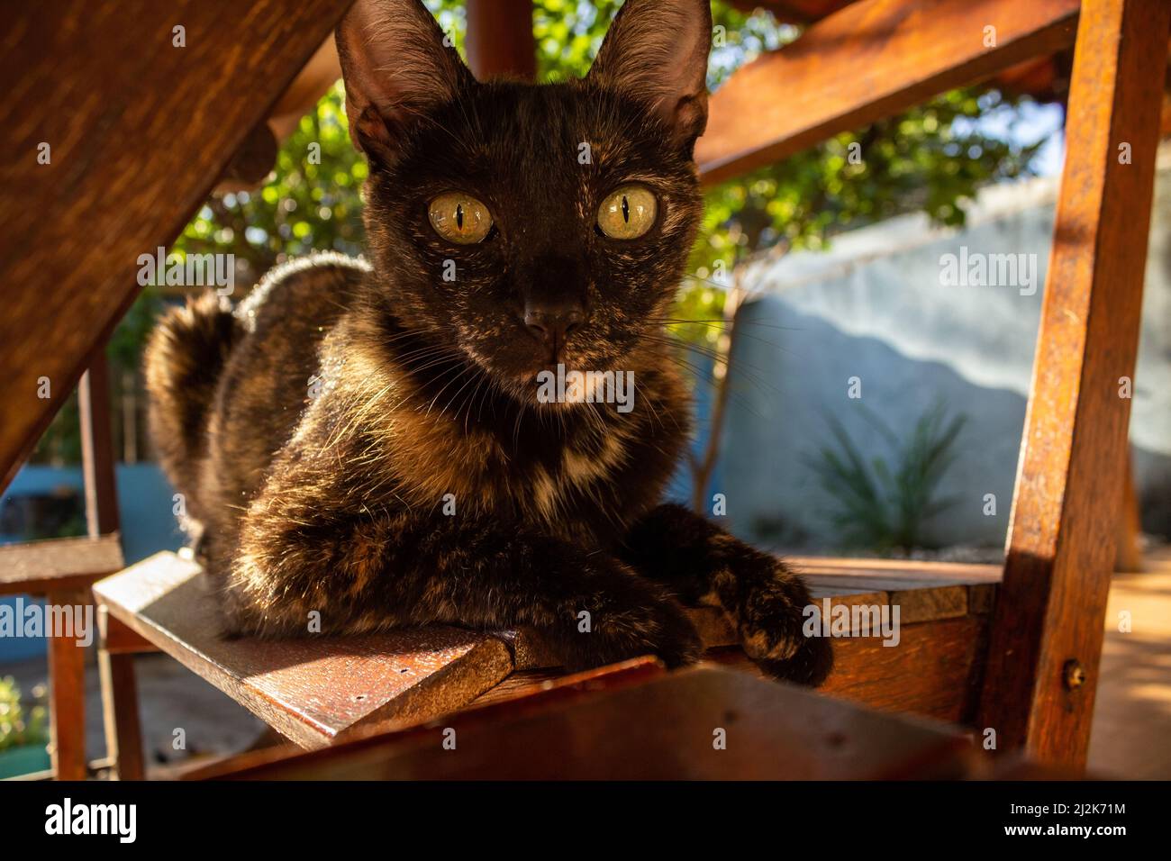 Goias, Brésil – 02 avril 2022 : un chat carey allongé sur une chaise en bois, photographié sous la table. Banque D'Images