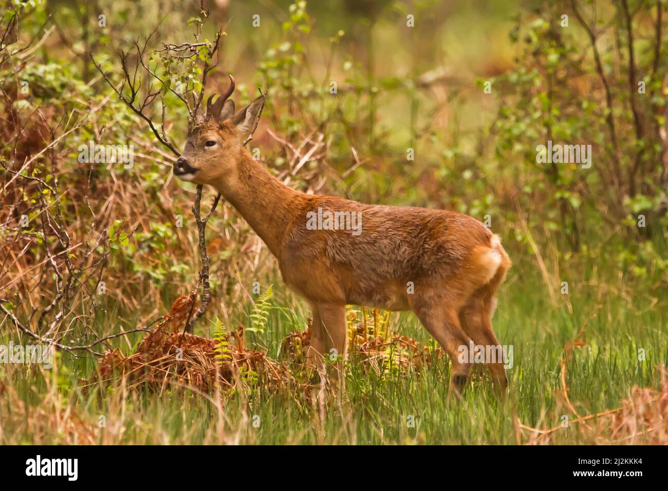 Le buck de cerf de Virginie (Capranolus capranolus) marque son territoire, frottant la végétation avec les glandes sur le côté de sa tête/visage pour laisser un marqueur chimique Banque D'Images