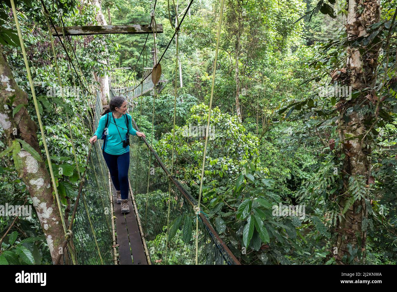 Promenade à la canopée dans la forêt tropicale, parc national de Gunung Mulu, Sarawak, Malaisie Banque D'Images