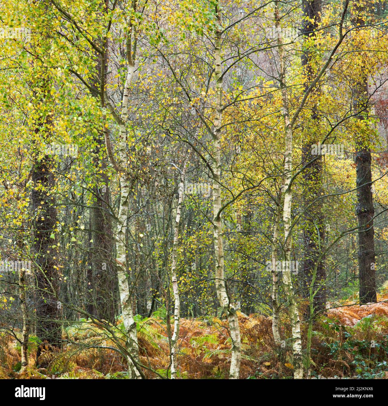 Bouleau argenté à feuilles caduques au bord de la forêt de pins sur Cannock Chase une zone de beauté naturelle exceptionnelle Staffordshire Angleterre Banque D'Images