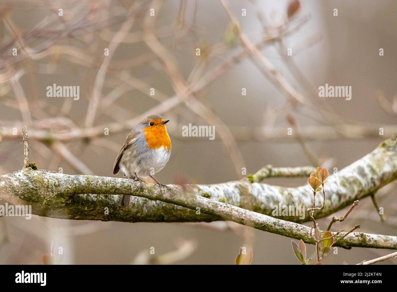 robin dans la forêt sur une branche Banque D'Images