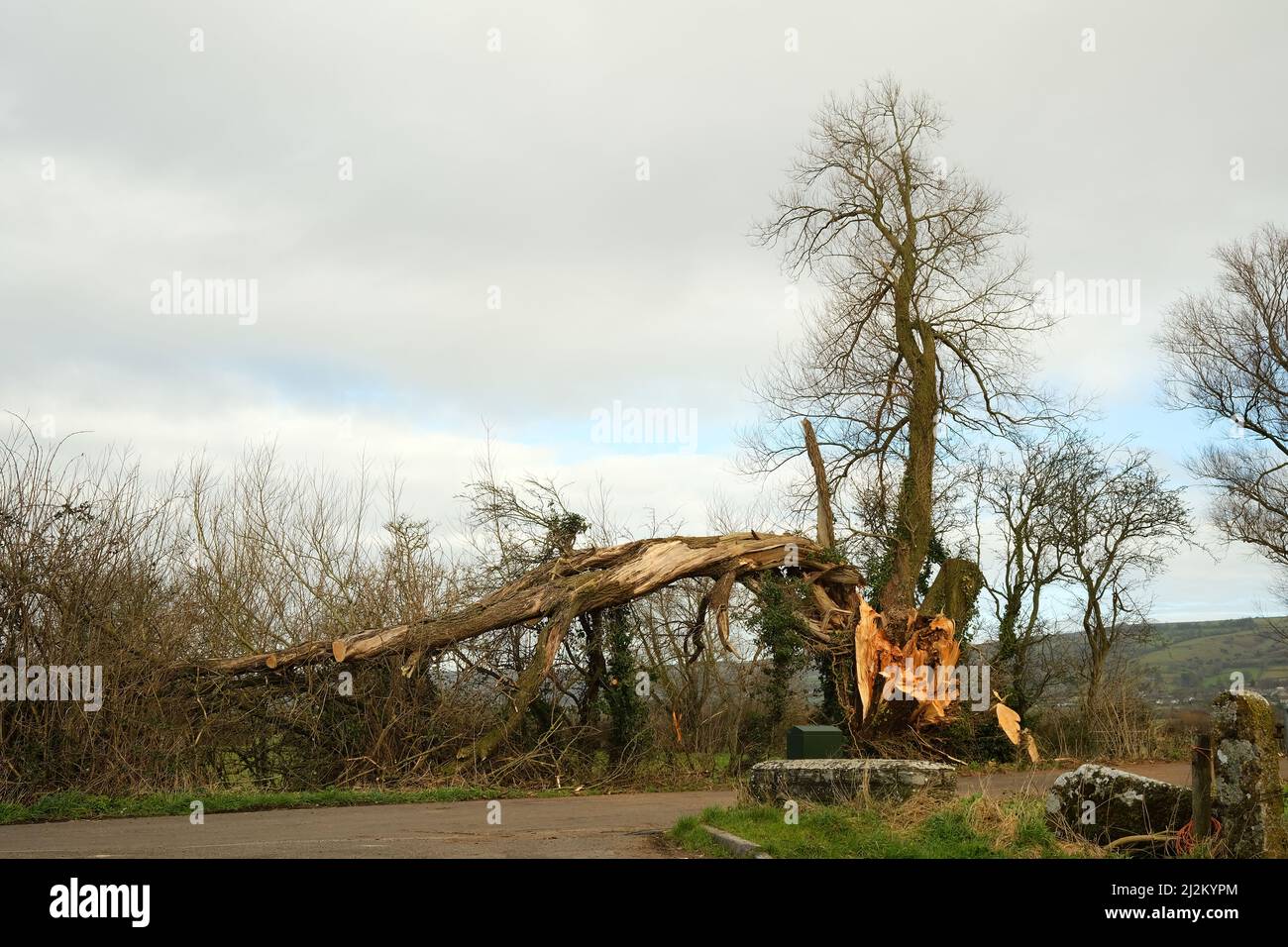 Février 2022 - arbres tombés causés par les tempêtes de l'hiver / Printemps 2022 - Un signe de notre climat en évolution. Banque D'Images