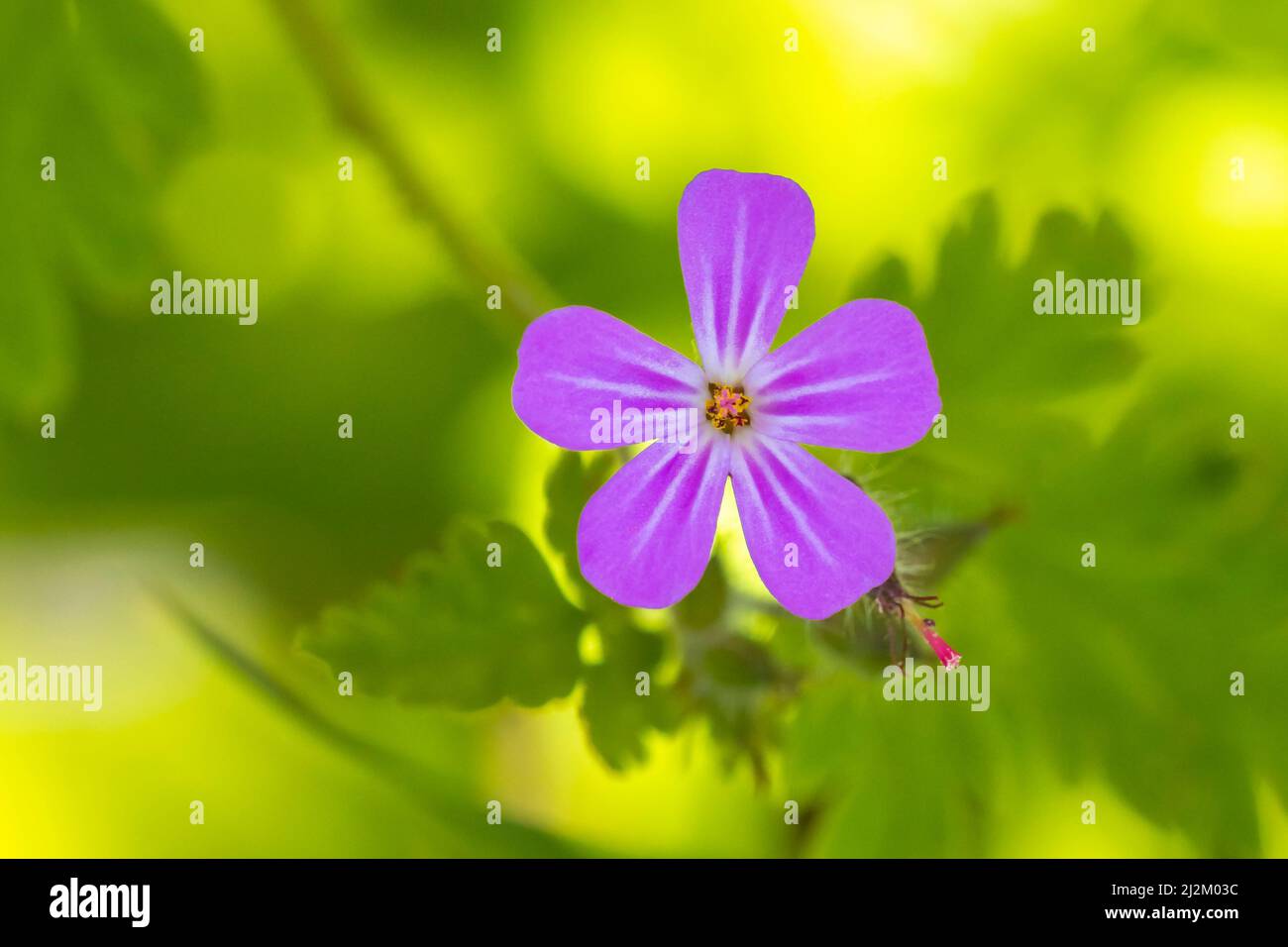 Gros plan de la fleur de Geranium robertianum, connue sous le nom d'herbe-Robert, le robin rouge, la mort vient rapidement, le géranium de renard,Bob, Scalinter-pip, pied de corbeau Banque D'Images