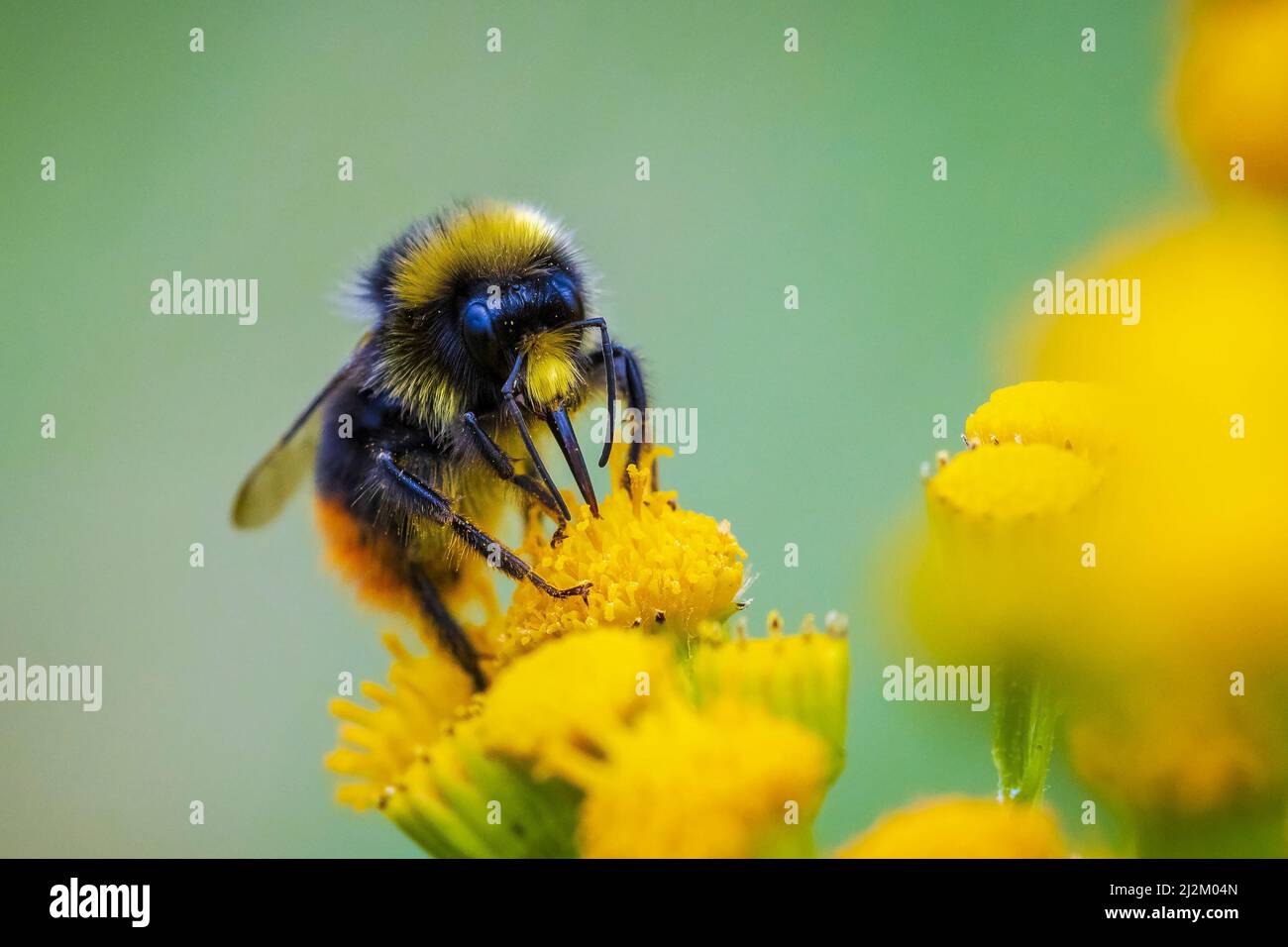 Gros plan d'un bourdon à queue rouge, Bombus lapidarius, nourrissant le nectar de fleurs roses Banque D'Images