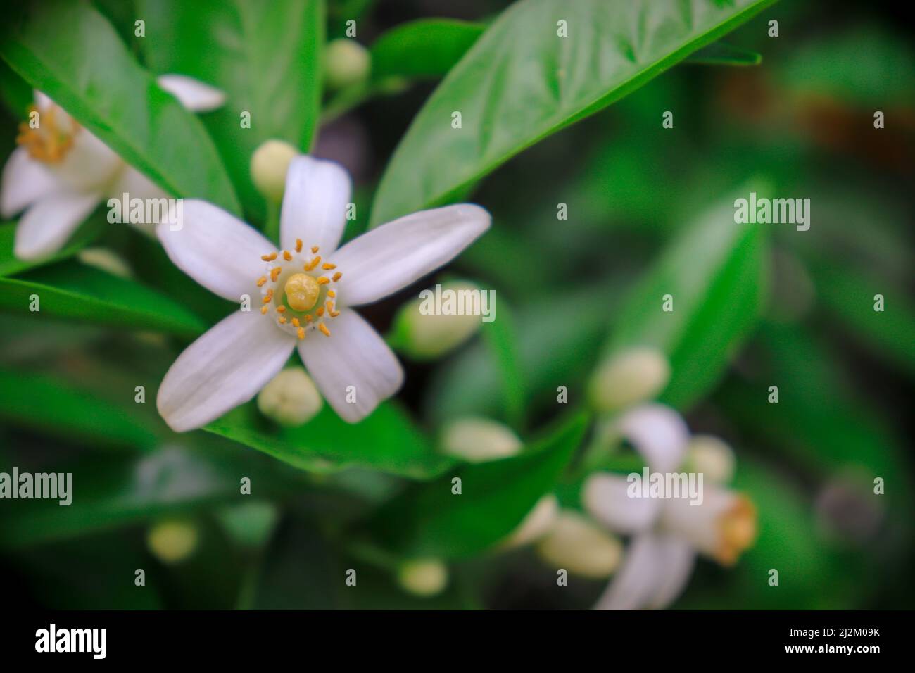 Fleurs d'oranger avec des feuilles d'oranger vertes décorant le citrus au printemps. Joli imprimé en gros plan. Banque D'Images