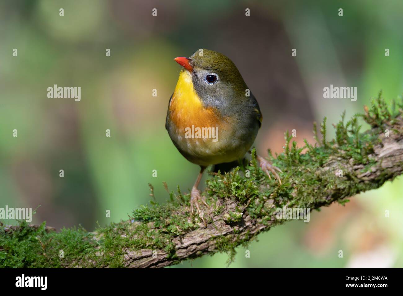 Leiothrix lutea Banque D'Images