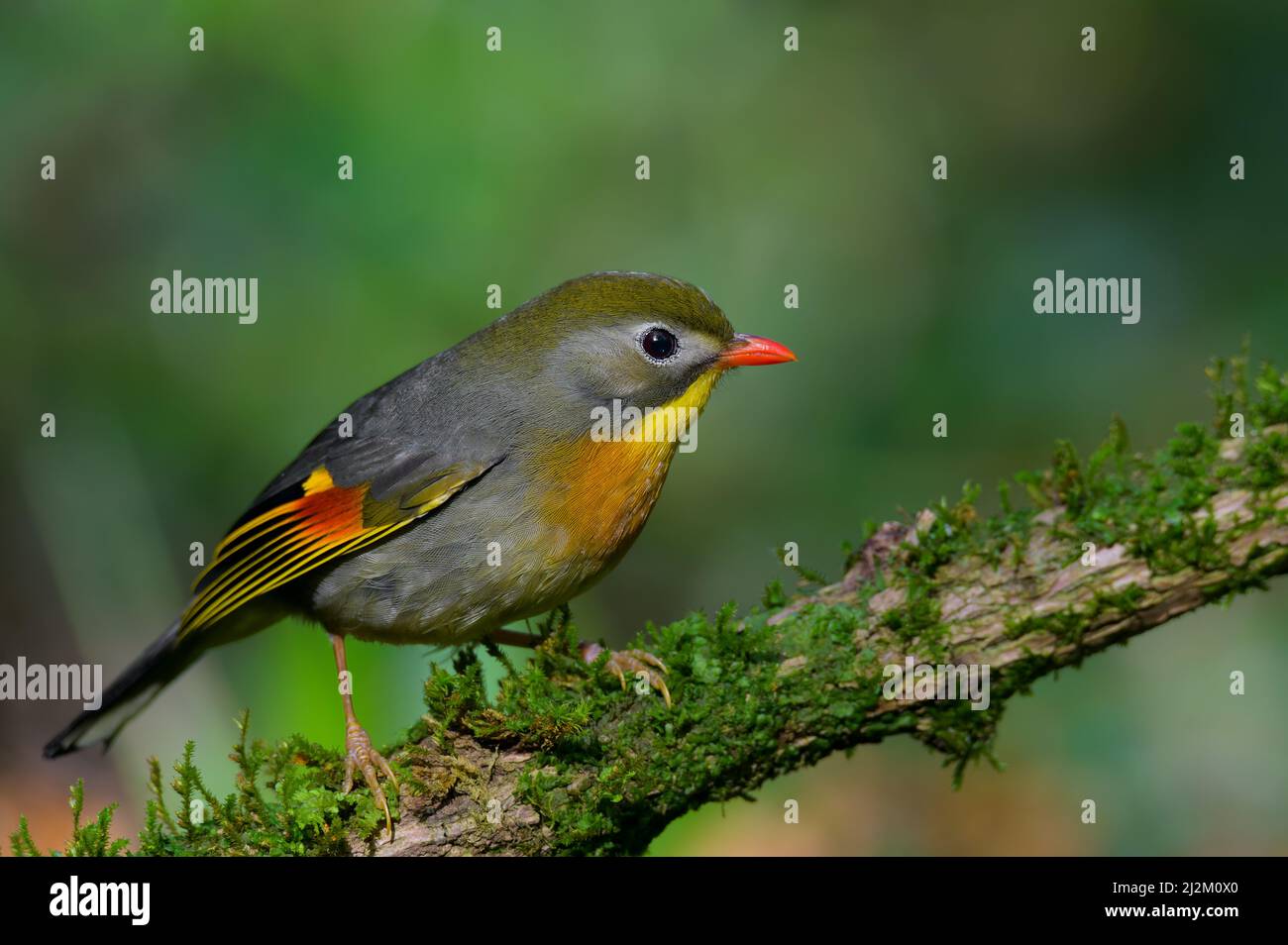 Leiothrix lutea Banque D'Images