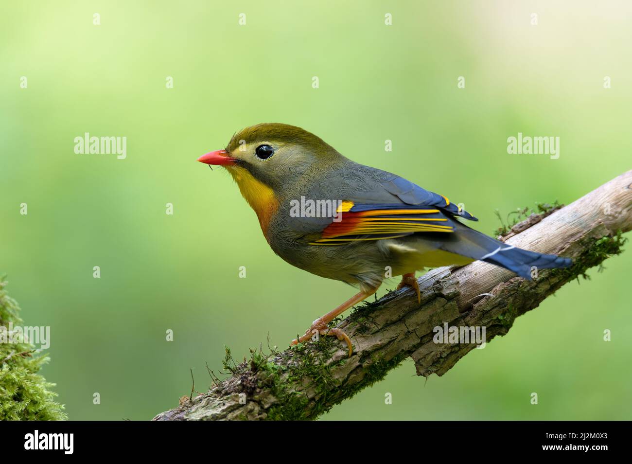 Leiothrix lutea Banque D'Images