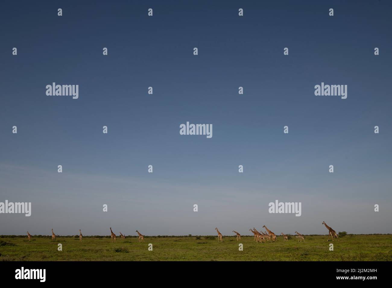 Girafe Herd on the Plains, Tanzanie Banque D'Images