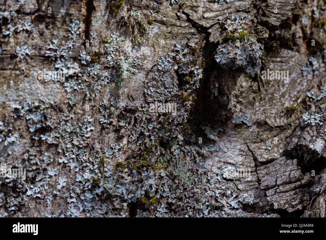 Texture pour la peau de l'arbre ou les motifs d'écorce de sec, tombant en dehors de la Vibe. Banque D'Images