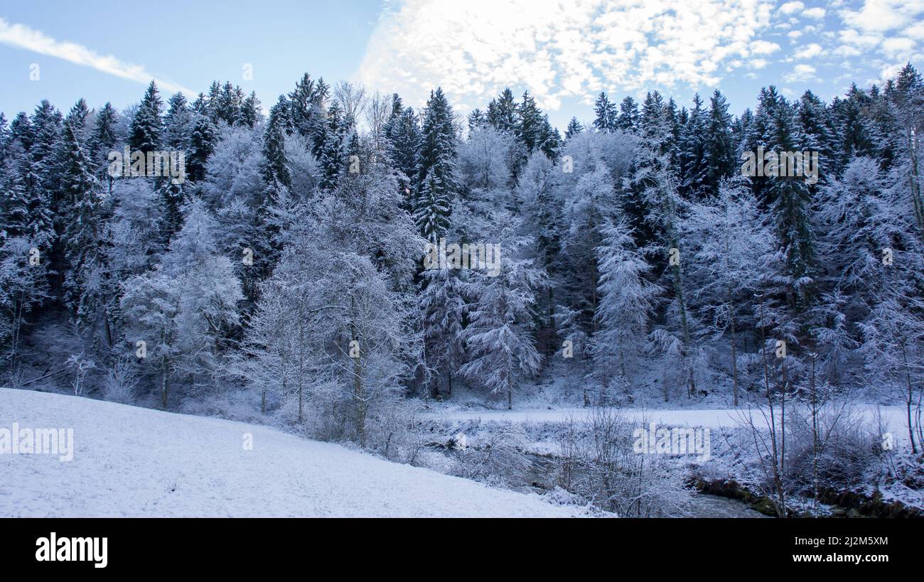 Une belle photo de grands arbres blancs enneigés dans une forêt Banque D'Images