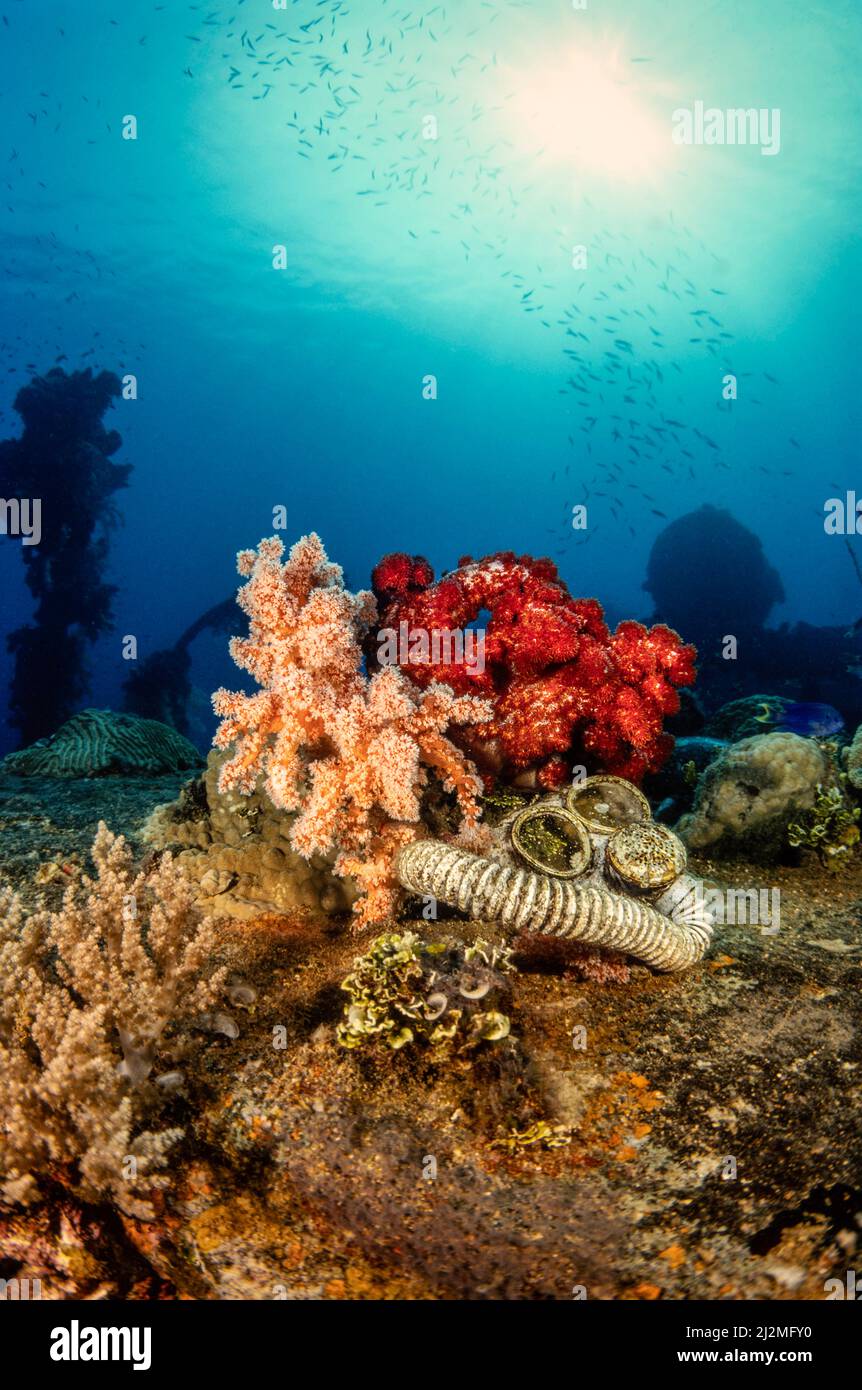 Un masque à gaz sur l'épave du Maru Fujikawa de la Marine impériale japonaise s'est coulé dans le lagon de Truk pendant la Seconde Guerre mondiale, Chuuk, États fédérés de Microne Banque D'Images