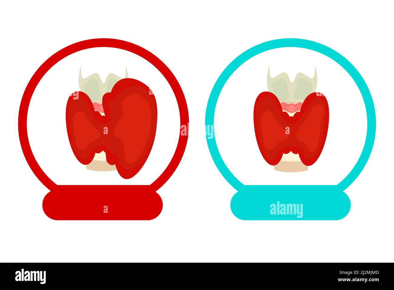 Glande thyroïde, illustration Banque D'Images