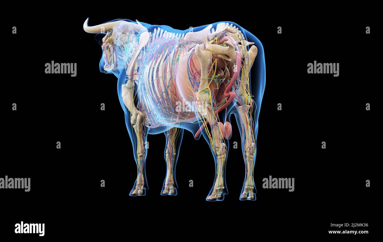 Anatomie du bétail, illustration Banque D'Images