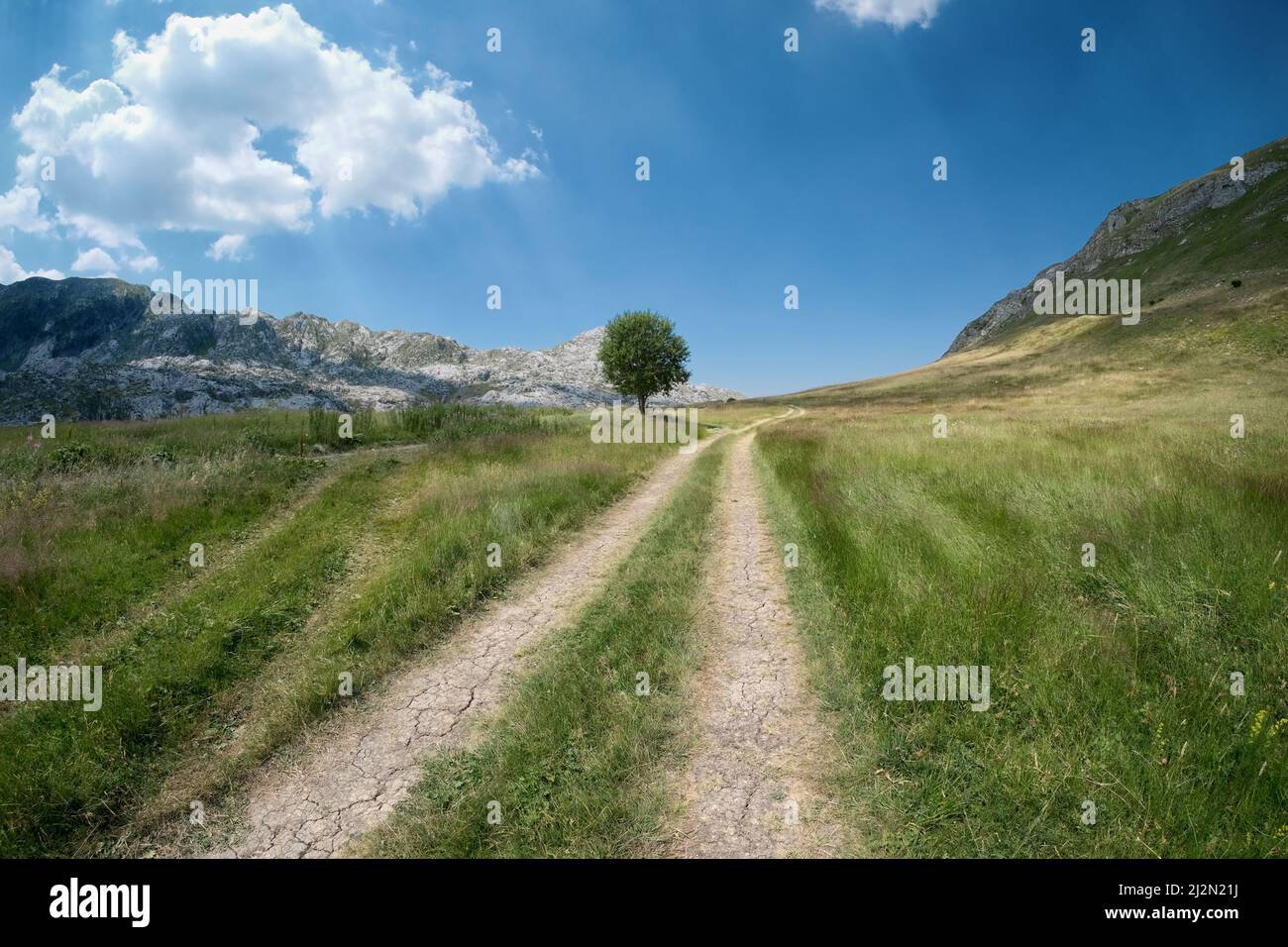 Traces de pneus et arbre solitaire dans le champ de la montagne du Monténégro Banque D'Images