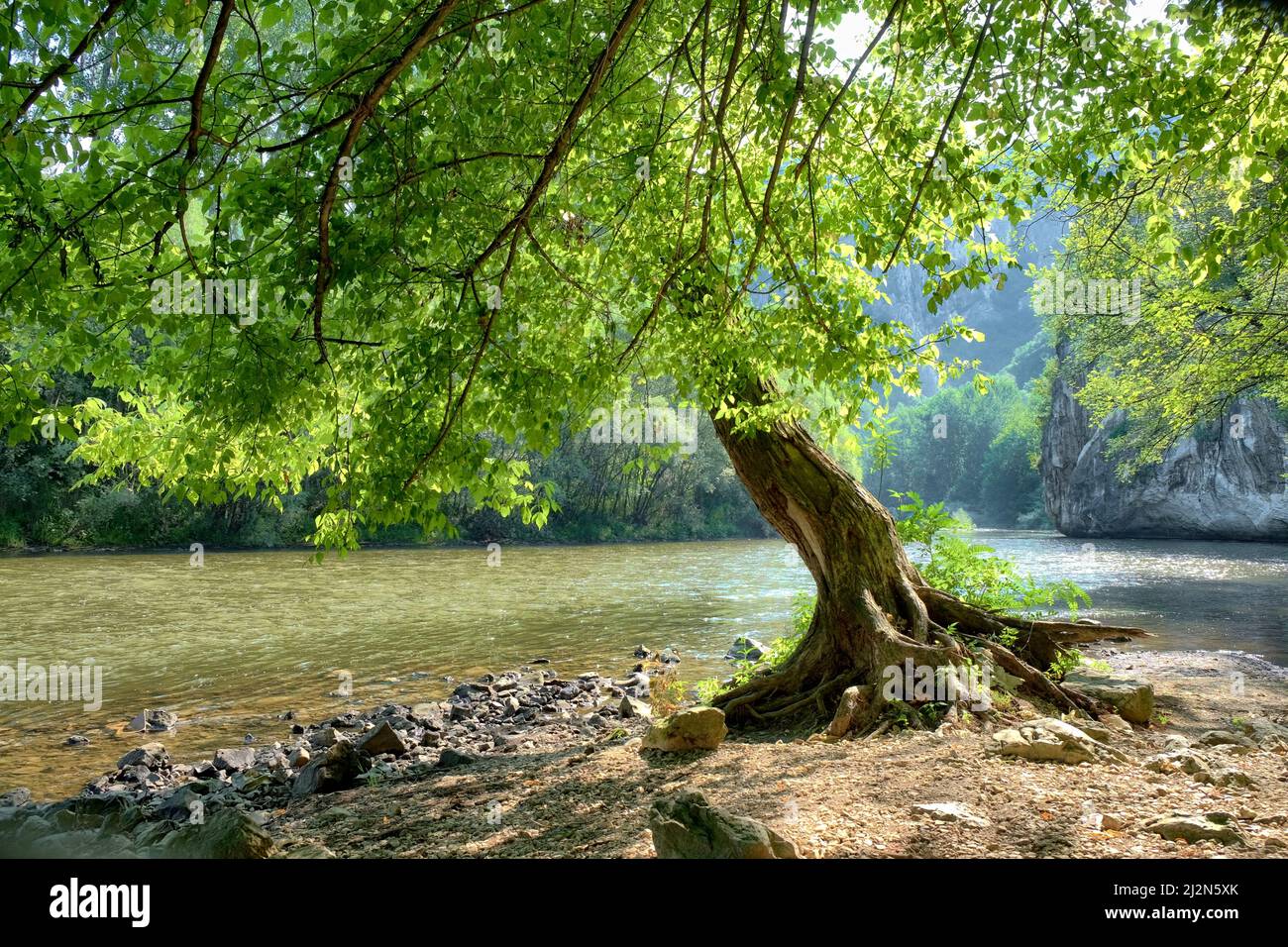 Voir arbre par rivière , Bulgarie Banque D'Images