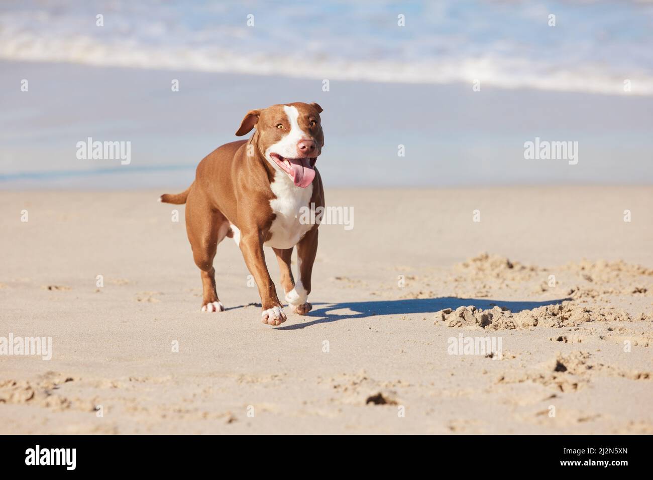 Les animaux savent le secret de rester heureux. Photo d'un adorable taureau à fosse en profitant d'une journée à la plage. Banque D'Images