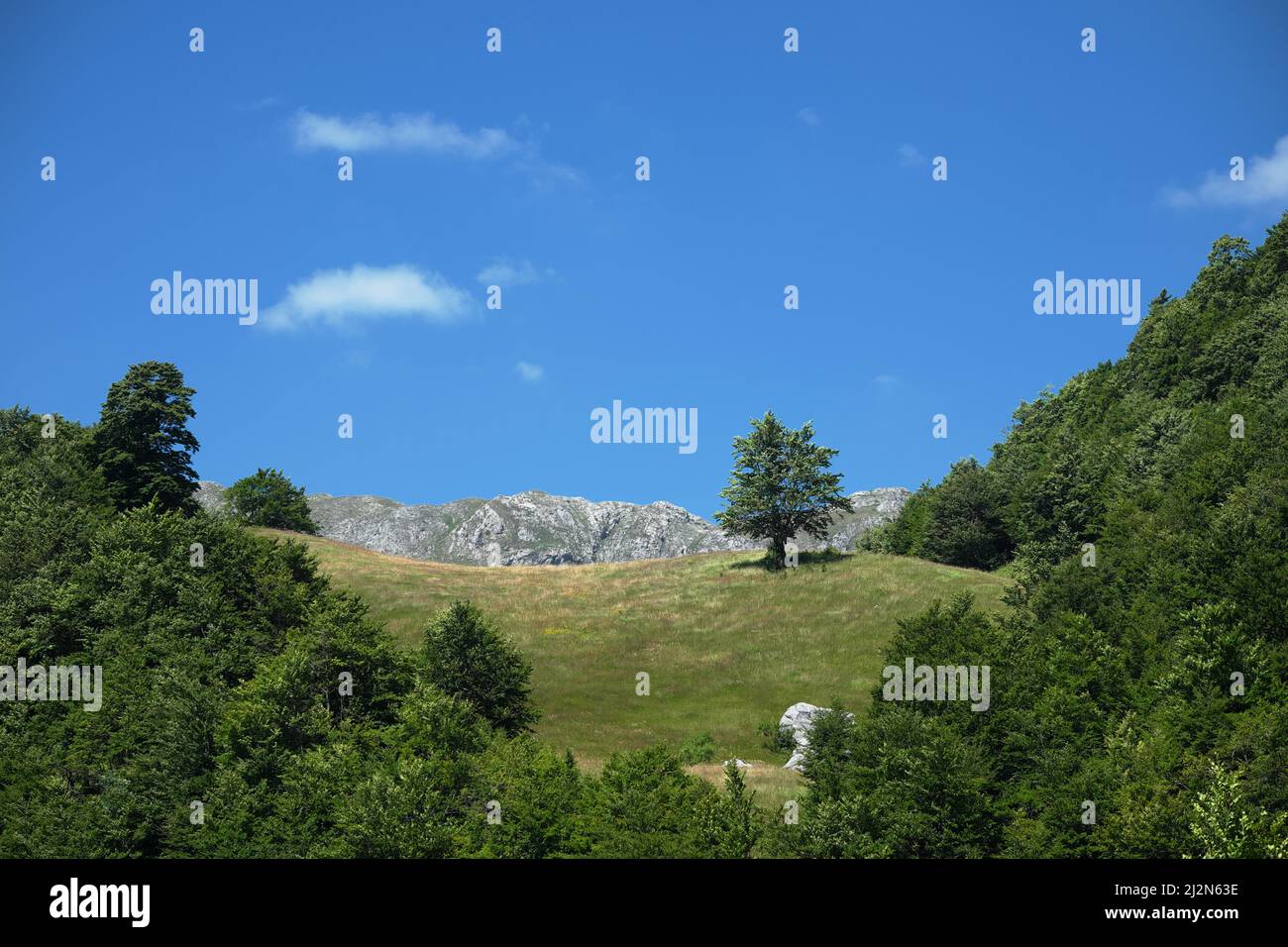 Arbre dans un pré de glade contre le ciel bleu de la montagne du Monténégro Banque D'Images
