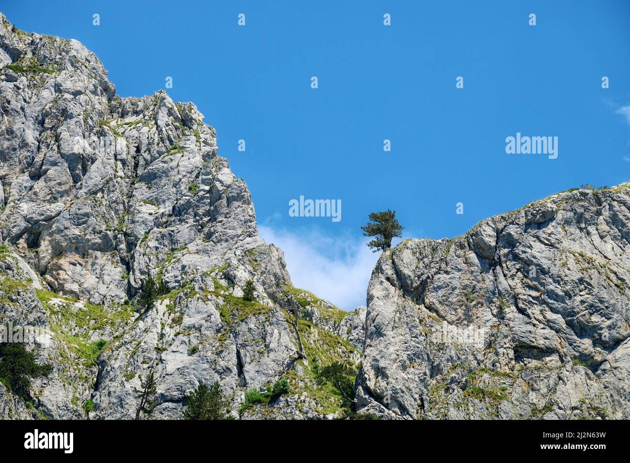 Pins isolés sur le sommet rocheux de la montagne du Monténégro Banque D'Images
