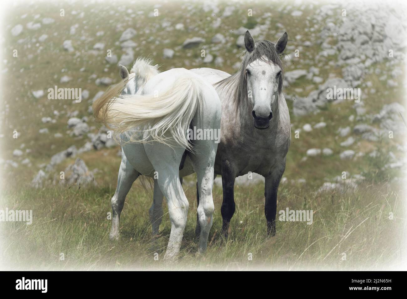 Chevaux blancs au plateau de Lukavica, au Monténégro Banque D'Images
