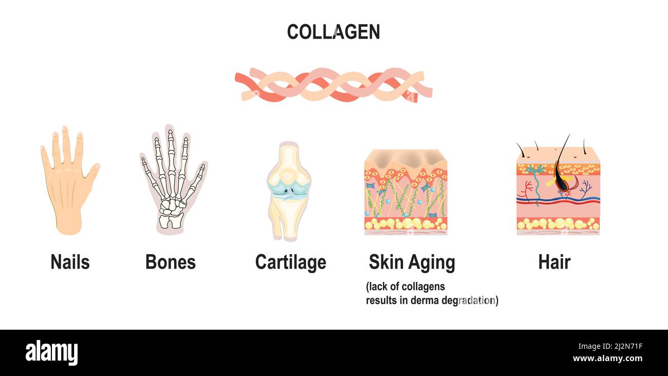 Tissus conjonctifs de Collagenas, illustration pour la médecine, la science Illustration de Vecteur