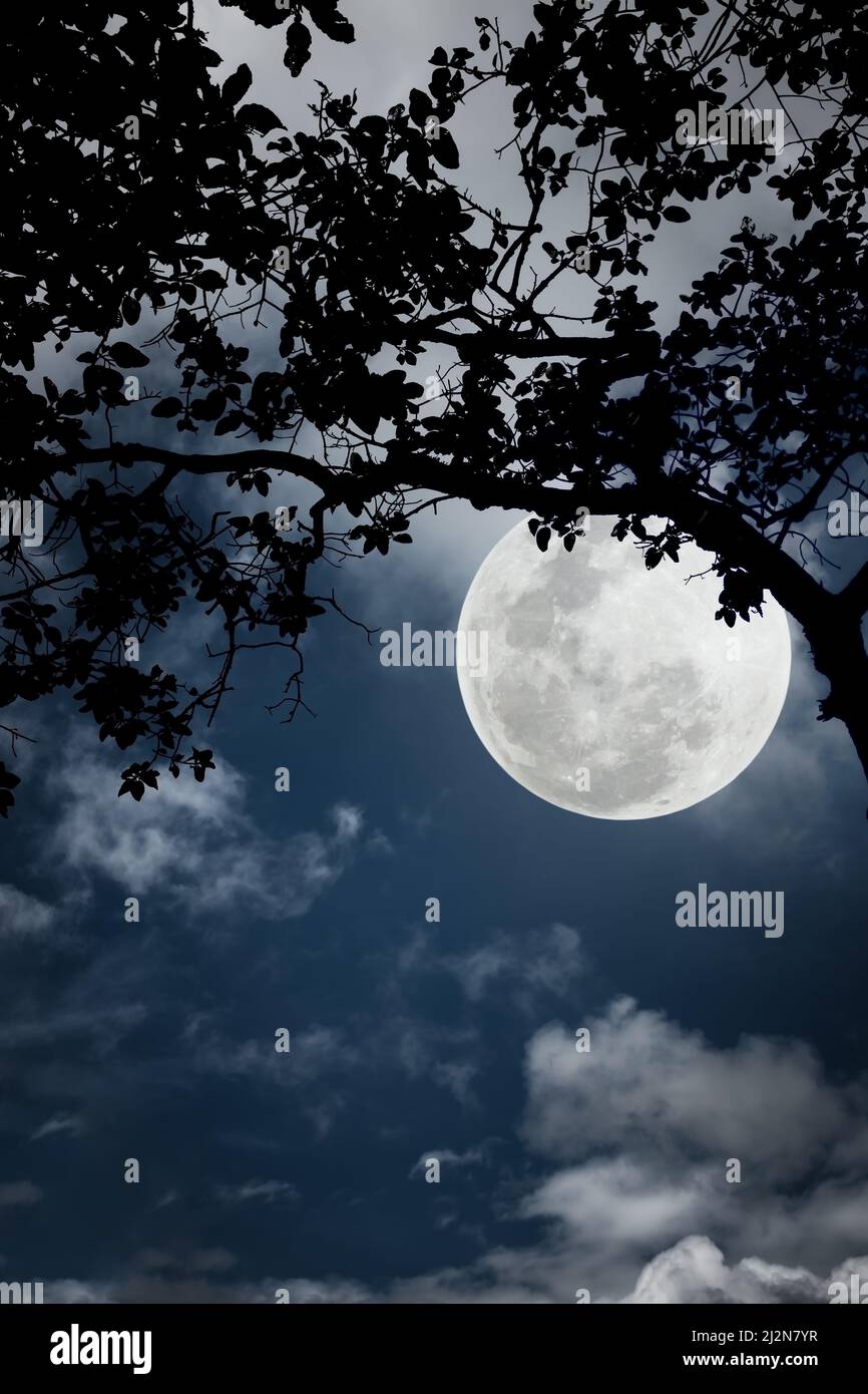 Silhouette des branches des arbres contre le ciel nocturne en lune. Magnifique paysage avec lune lumineuse dans le ciel nocturne. À l'extérieur. La lune n'était PAS Banque D'Images