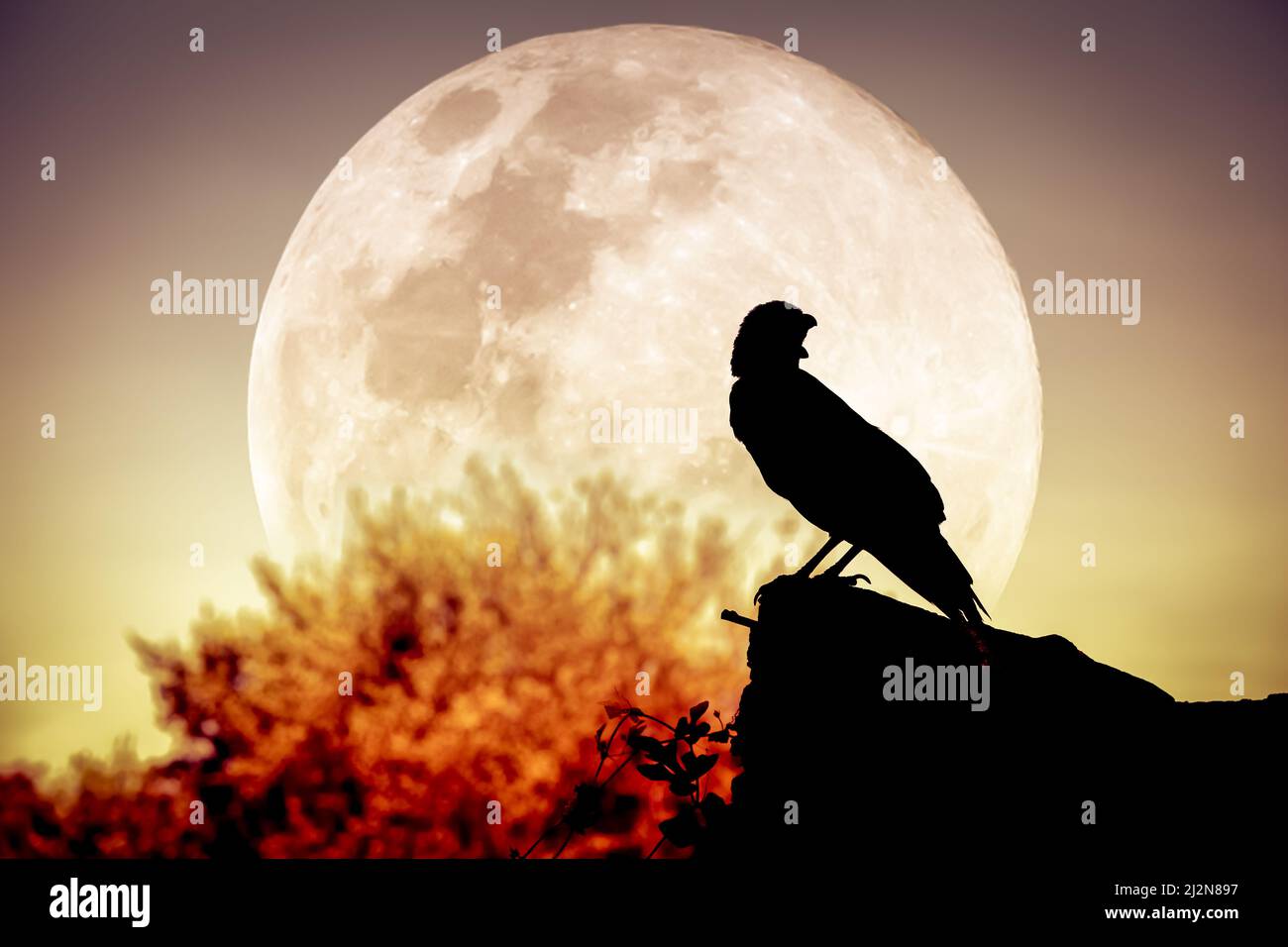 Magnifique ciel nocturne avec pleine lune, arbre et silhouette de corbeau sur pierre qui peut être utilisé pour halloween. Vignette et style d'image vintage. À l'extérieur. Banque D'Images