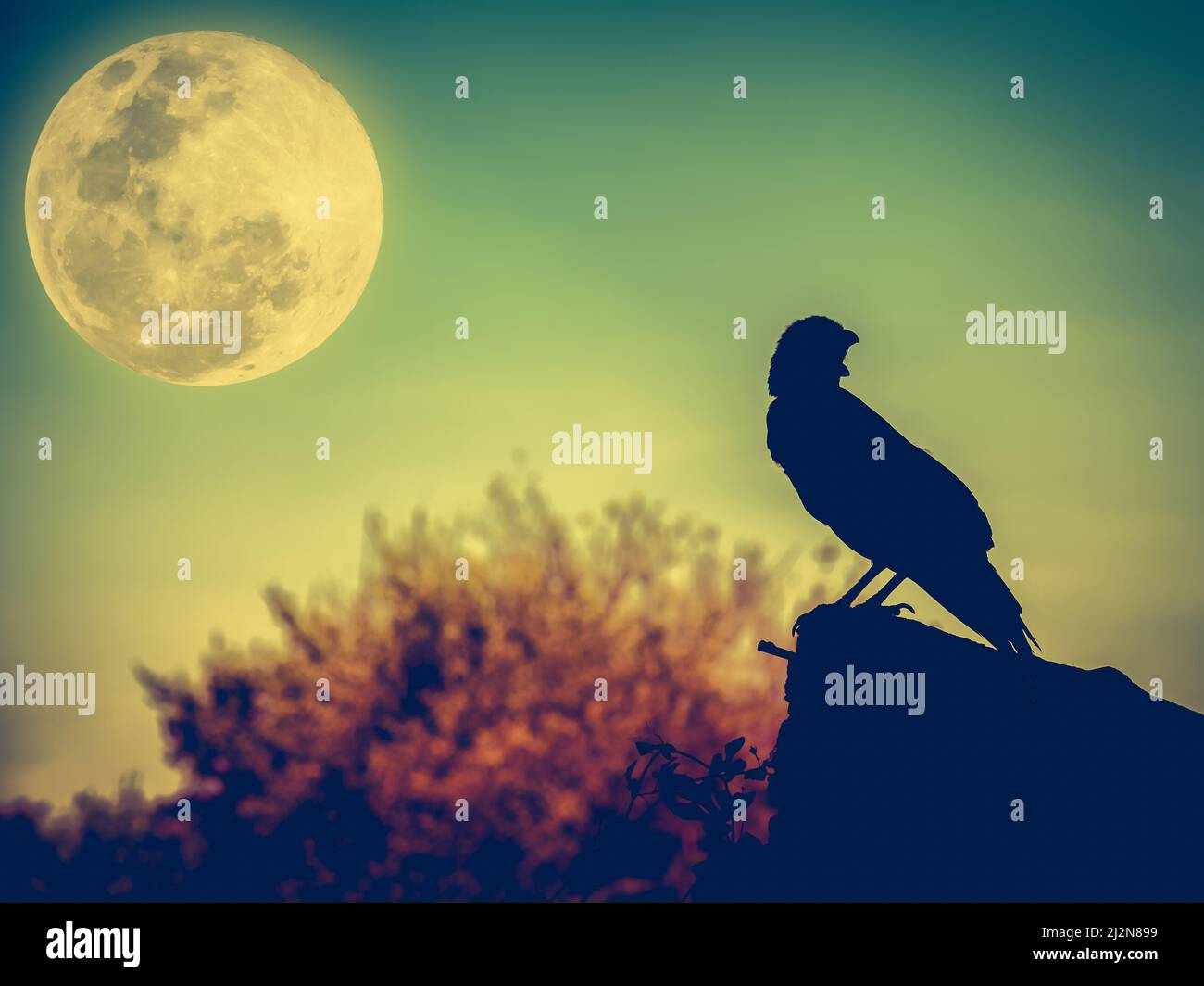 Magnifique ciel nocturne avec pleine lune, arbre et silhouette de corbeau sur pierre qui peut être utilisé pour halloween. Vignette et style d'image vintage. À l'extérieur. Banque D'Images