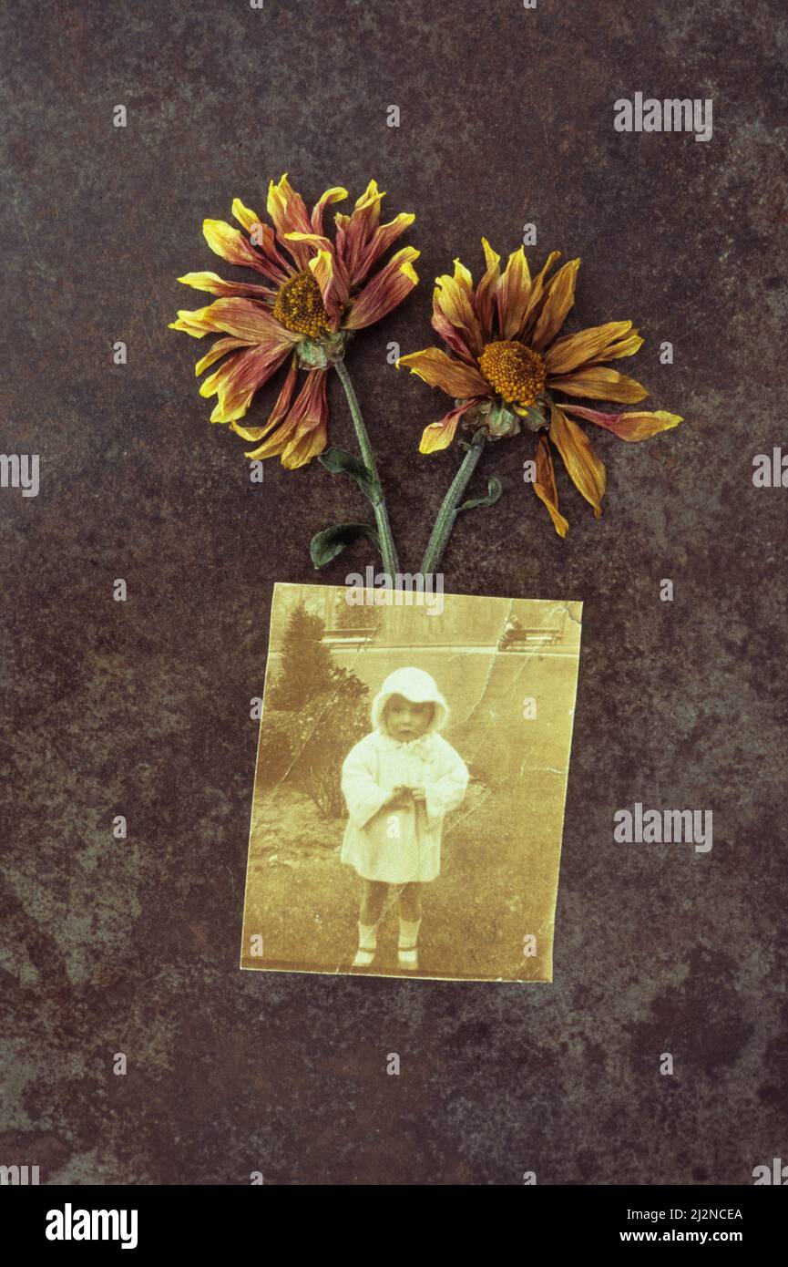Deux fleurs de Chrysanthemum jaunes et rouges séchées sur du métal terni avec photo sépia de 1920s tout-petits debout dans le parc Banque D'Images Deux fleurs de Chrysanthemum jaunes et rouges séchées sur du métal terni avec photo sépia de 1920s tout-petits debout dans le parc Banque D'Images