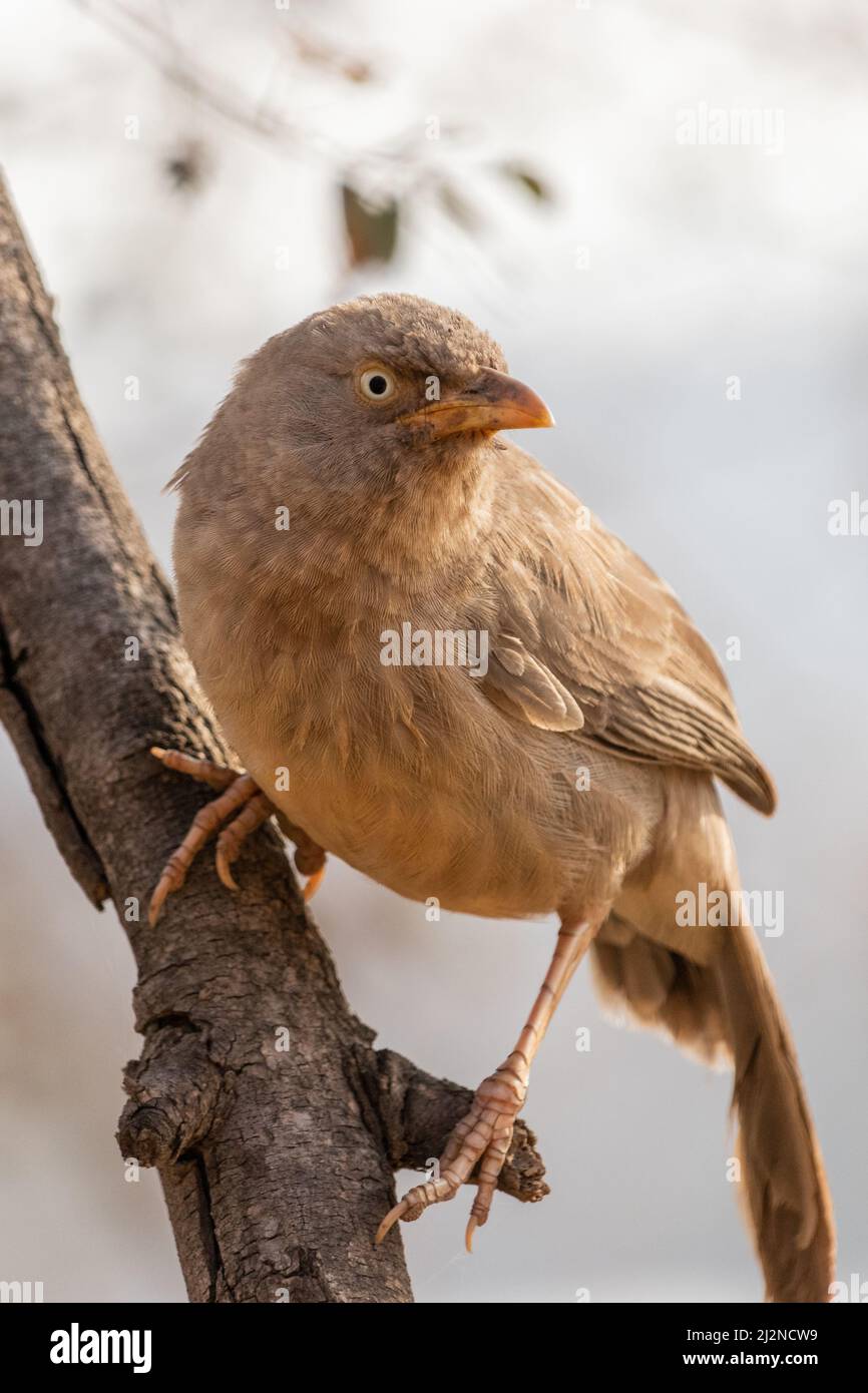 Jungle Babbler (Argya striata) perching sur une branche et regardant. Banque D'Images