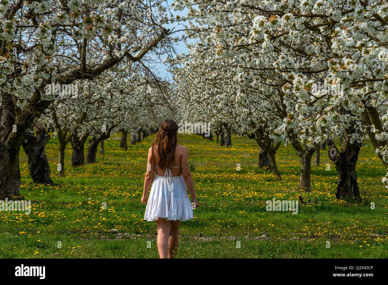 Jeune femme marchant dans un verger de cerisier plein de fleurs sauvages . portant une robe blanche , provence , France. Banque D'Images