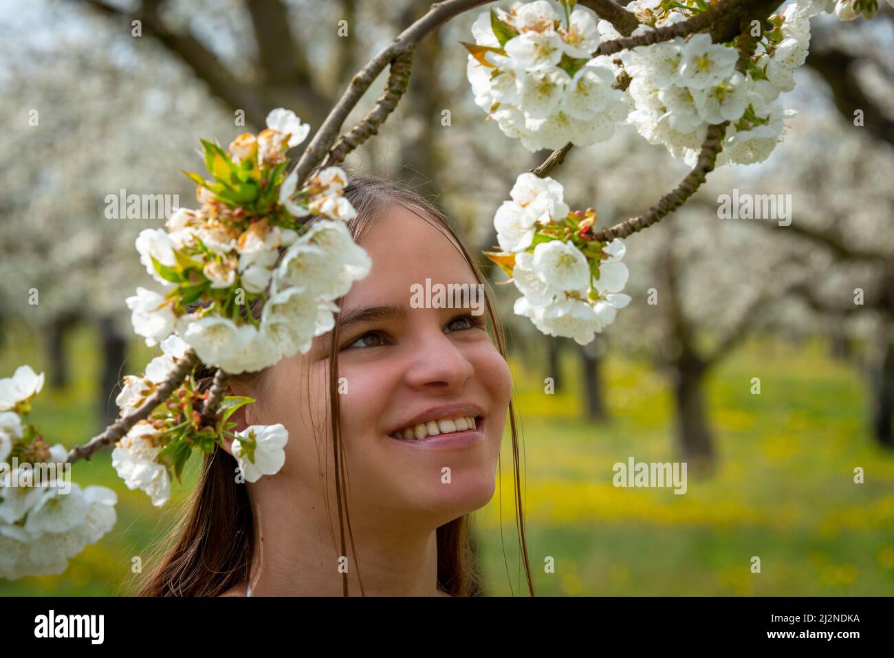 Portrait d'une jeune femme vêtue d'une robe blanche dans un verger de cerisier avec arbres en fleur. Image printemps été .provence , France . Banque D'Images