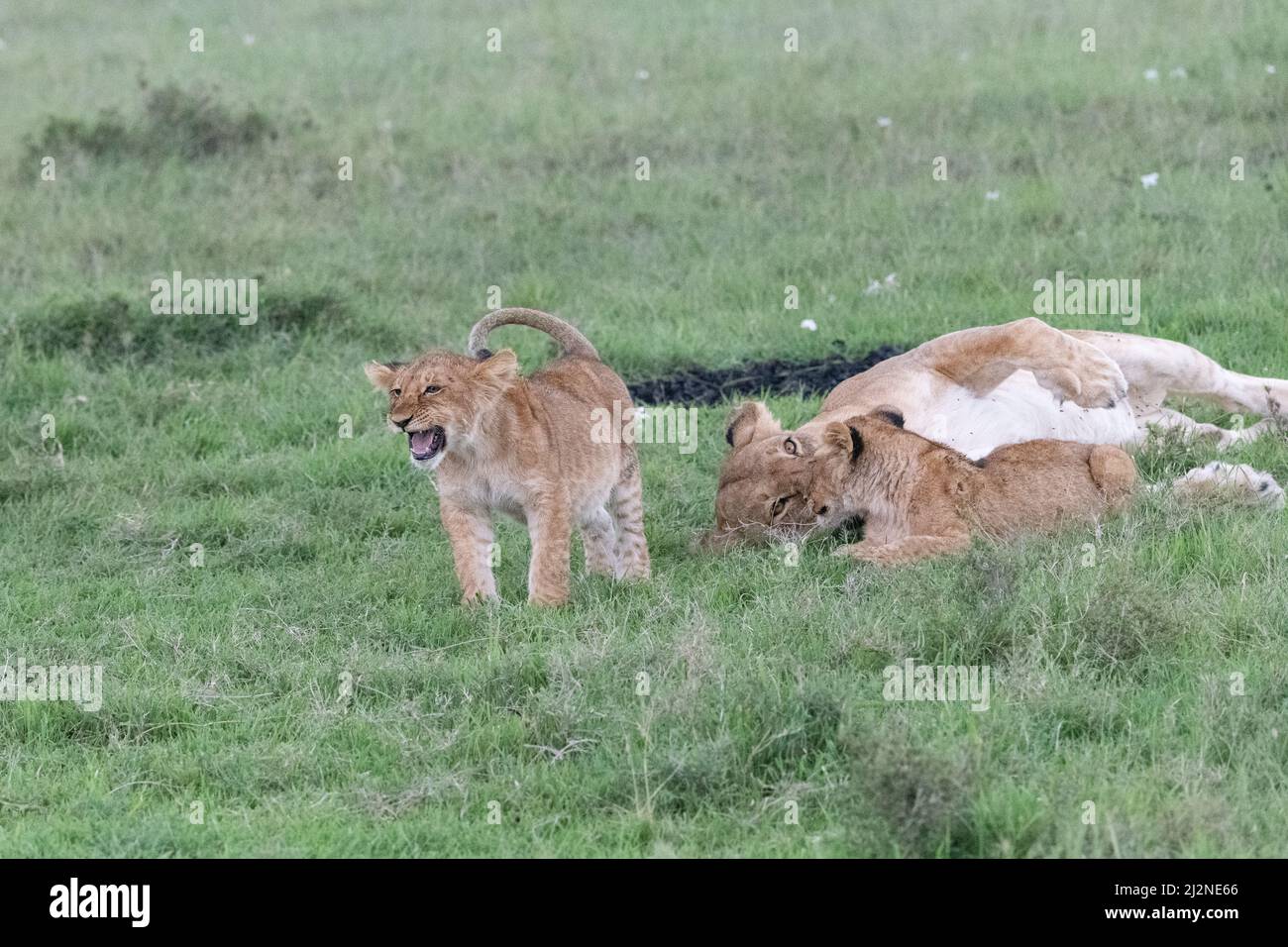 Lion cub à côté de sa mère dormanteuse dans les herbes légères du Masai Mara, Kenya Banque D'Images